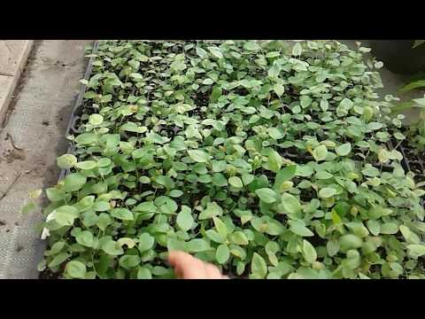 Видео: Этапы выращивания саженцев голубики  СадПолтавы. http://sadpoltavа.соm/