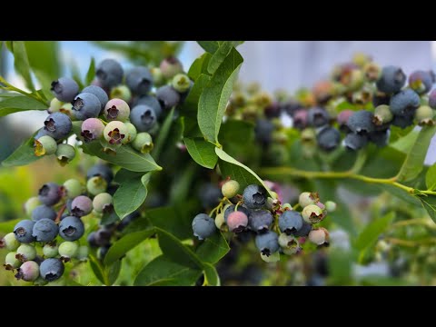 Видео: ГОЛУБИКА. ПОЧЕМУ НЕТ ЯГОД? КОГДА СРЕЗАТЬ КОНЧИКИ? КАК ПОЛУЧИТЬ МНОГО ВКУСНОЙ ЯГОДЫ ГОЛУБИКИ.