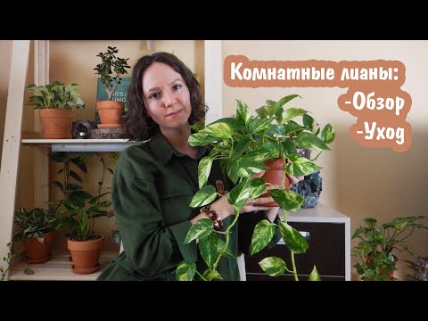 Видео: Обзор и уход за комнатными лианами: Сциндапсусы | Эпипремнумы | Филодендроны