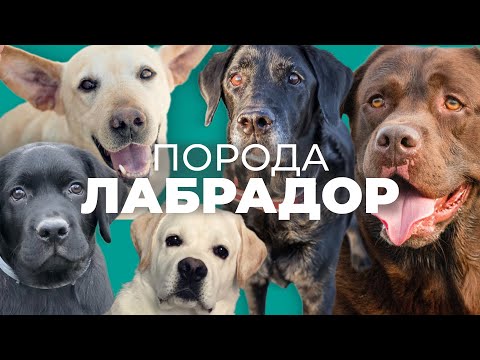 Видео: Все о породе ЛАБРАДОР РЕТРИВЕР 🐾 Плюсы и минусы, содержание, характер, дрессировка, отзывы, история📚