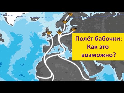 Видео: Бабочки: полет вопреки законам физики Наталья Носова