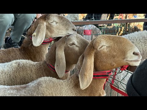 Видео: БЕШКЕК МАЛ БАЗАР заказ учун 956634474#