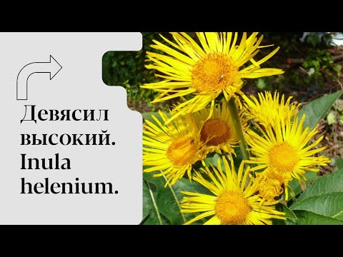 Видео: Девясил высокий.Inula helenium.