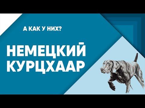 Видео: Немецкий курцхаар - обзорный фильм о породе.