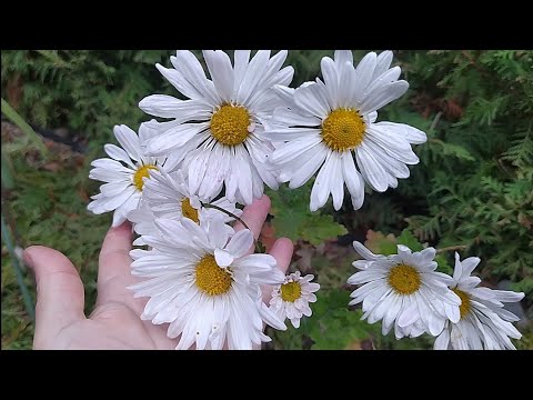Видео: Прогулянка садом та тихе полювання 19 жовтня 