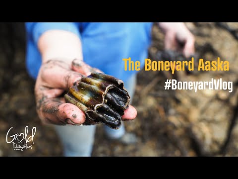 Видео: Поиск окаменелостей на Аляске — это эпоха!