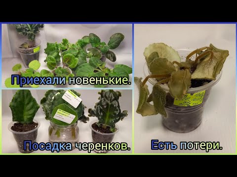 Видео: Посылка с фиалками. Новенькие сорта. Укоренение черенков.