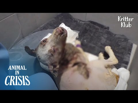 Видео: Собака, получившая ожог по всему телу с собачьей фермы, оказалась .. | Животное в кризисе EP202