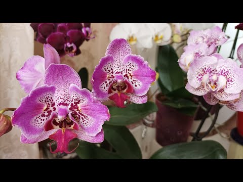 Видео: 🦋 Первое цветение азиатских подростков. Ч.4 🌸. Мои радости и разочарования 🤷