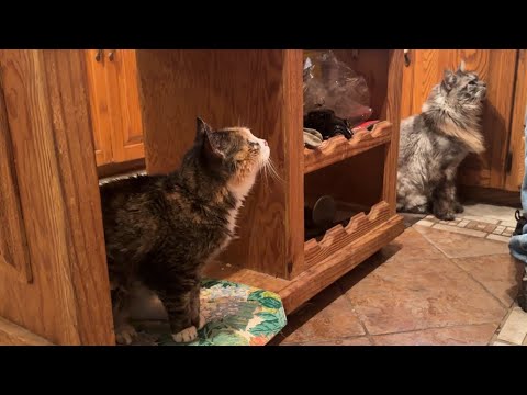 Видео: Болтливые коты на перекусе 😲 Угощения от Cat Daddy