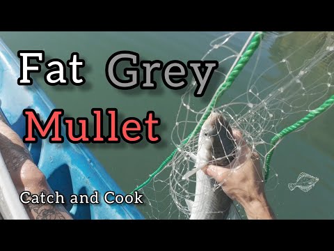 Видео: Поймать и приготовить большую серую кефаль