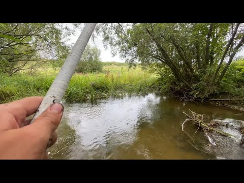 Видео: Здесь Всего 30 См ГЛУБИНЫ! Клюёт Прямо Под Ногами! Август 2024