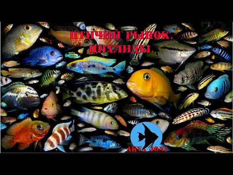 Видео: Птичий рынок. Цихлиды.