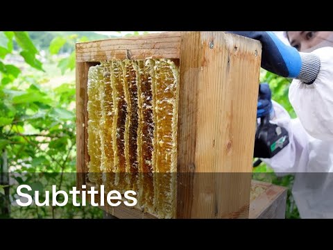 Видео: Сбор летнего меда, Традиционное японское пчеловодство, Apis cerana japonica. (с субтитрами)