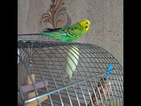 Видео: У нас з'явилась подружка❤️