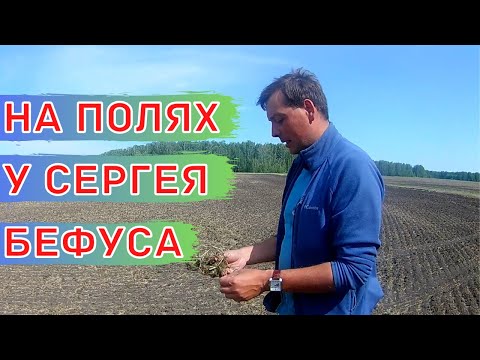 Видео: Объезд полей после посевной. Рапс, чечевица, пшеница.