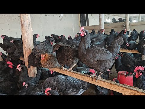 Видео: Уй шароитида кора товук бокиш бизнеси