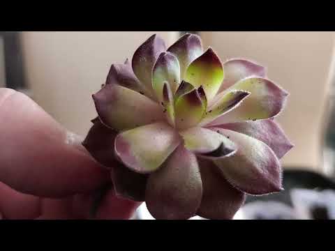 Видео: Распаковка молодило (часть 3)