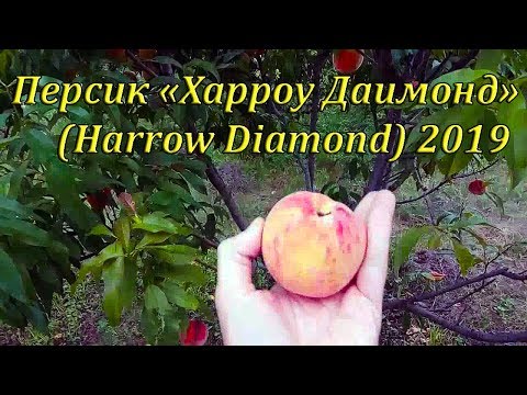 Видео: Персик Харроу Даимонд (Harrow Diamond) 2019
