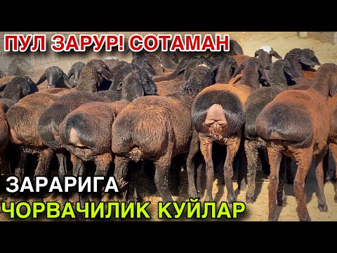 Видео: 50 БОШ ТУХЛИ БУГОЗ КУЙ ДЕХКОНДАН СОТИЛАДИ! КАШКАДАРЁ ГУЗОР ТУХЛИ БУГОЗ КУЙЛАРИ! 