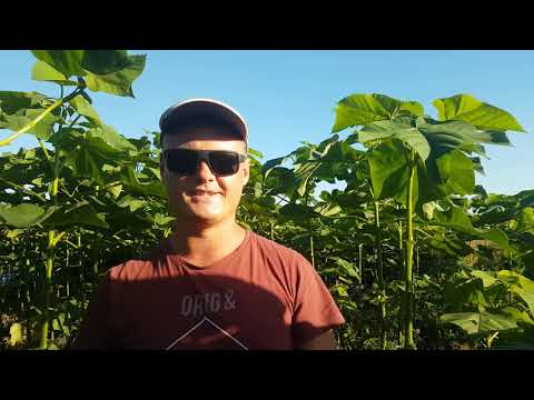 Видео: Формировка Павловнии!