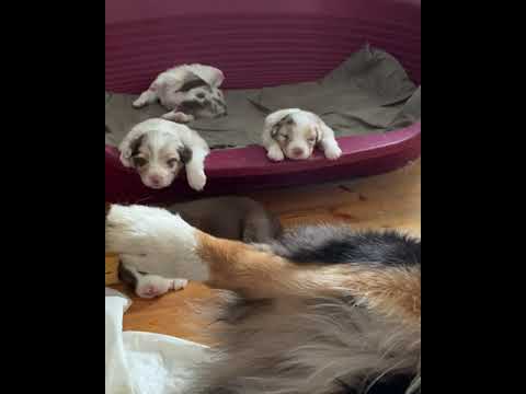 Видео: #ЩЕНКИ Аусси. На что обращать внимание при покупки.