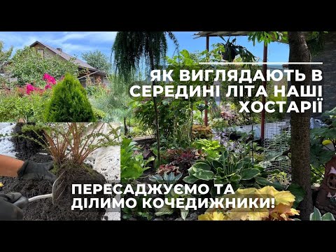 Видео: Як виглядають в середині літа наші хостарії. Пересаджуємо та ділимо кочедижники!