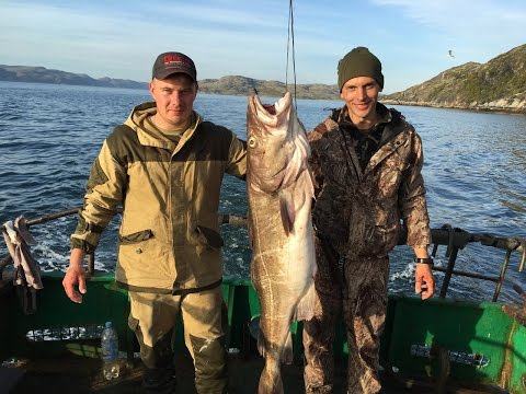 Видео: Треска на 25 кг. Баренцево море.