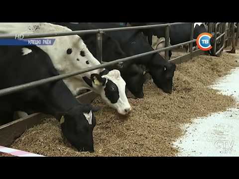 Видео: Про ОАО "Морочь"