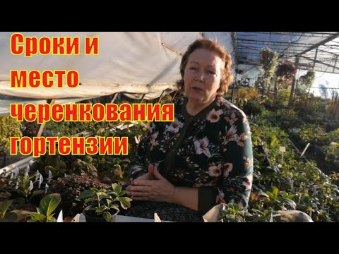 Видео: Когда укореняю гортензию крупнолистную, как оборудовать место для черенков.