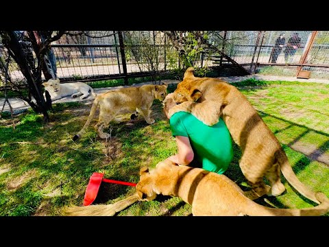 Видео: Олег Зубков стал налаживать отношения с белой львицей, а ШерХан с Симбой набросились на директора)))