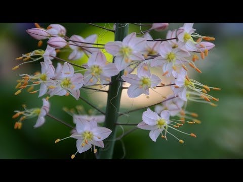 Видео: Эремурусы! Что не стоит делать с эремурусами во время цветения!?