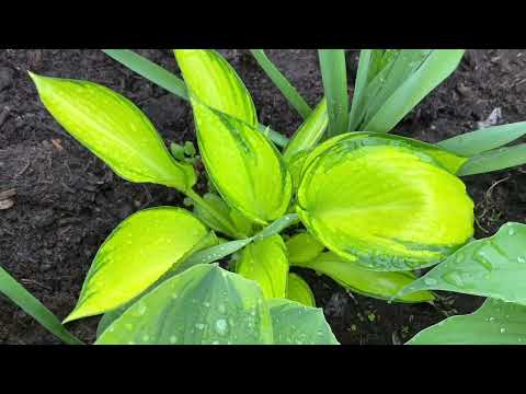 Видео: Сад хост в Бийске. Хосты !!! 30 мая 2022 г. Hosta garden tour 2022. Biysksadhost #хосты#хоста#сад#