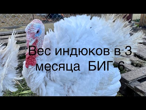 Видео: Вес Индюков БИГ -6 в три месяца/ Кормление, содержание, пропойка