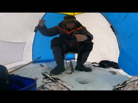 Видео: Закормил лунку колбасой! Да сколько ж там рыбы! Приполярный Урал. Рыбалка на Севере в ХМАО