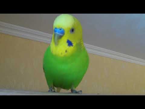 Видео: САМОЕ ВЕСЕЛОЕ ПЕНИЕ ВОЛНИСТОГО ПОПУГАЯ ТОШИ  ▶️ КРАСИВОЕ ПЕНИЕ ПОПУГАЯ ▶️ зеленый попугайчик TV