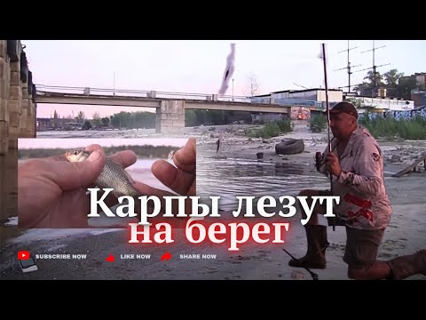 Видео: Голодные карпы лезут на берег за едой 19 сент 24г. Запорожье