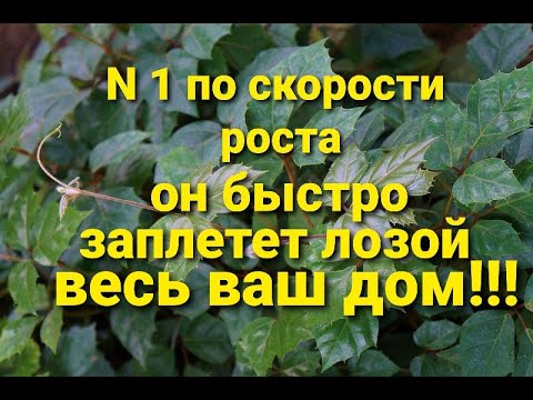 Видео: Rhoicissus Самый быстрорастущий комнатный цветок. Роициссус пересадка/черенкование.