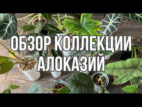 Видео: Обзор коллекции алоказий