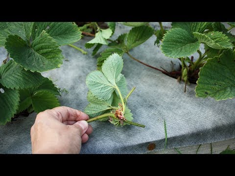 Видео: Как посадить усы клубники на грядке со спанбондом
