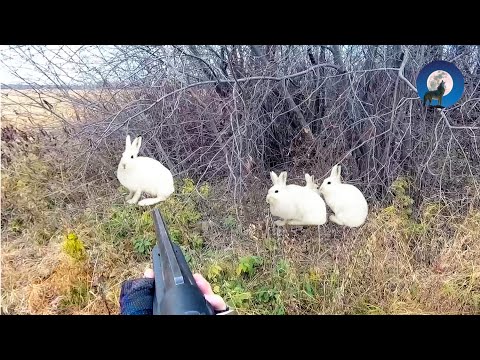 Видео: УДАЧНАЯ ОХОТА В КРАЮ НЕПУГАНЫХ ЗАЙЦЕВ