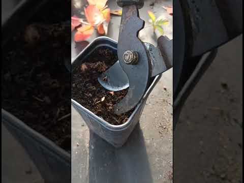 Видео: Подготавливаем нерассаженые саженцы ежевики ик зимовке