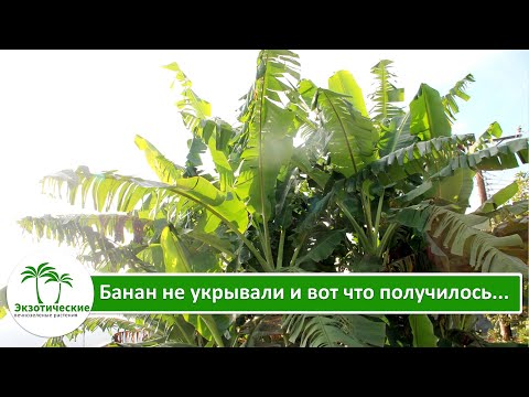 Видео: Банан не укрывали и вот что получилось....