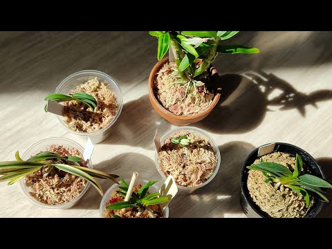 Видео: Новые неофинетии и дендробиумы монилиформе 😊 💚 /апрель 2024/