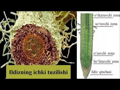 Видео: Ildizning ichki tuzilishi 6 Biologiya 8-Mavzu / Илдизнинг ички тузилиши