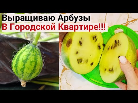 Видео: Показываю, КАК ОПЫЛИТЬ АРБУЗЫ. Огород На Балконе 2024. Выращиваю Арбузы В Городской Квартире
