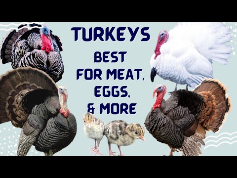 Видео: Индейки — первая домашняя птица Америки