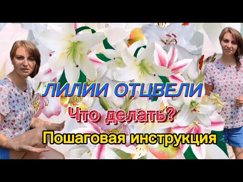 Видео: ЛИЛИИ отцвели! Что делать дальше? Пошаговая инструкция действий цветовода.