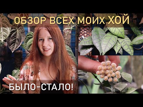 Видео: БЫЛО-СТАЛО. Обзор всех моих ХОЙ