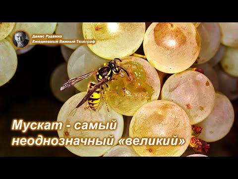 Видео: Мускат - самый неоднозначный "великий"!